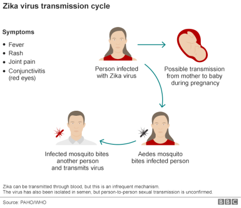 The Zika Virus